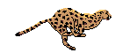Fundacin Cheetah